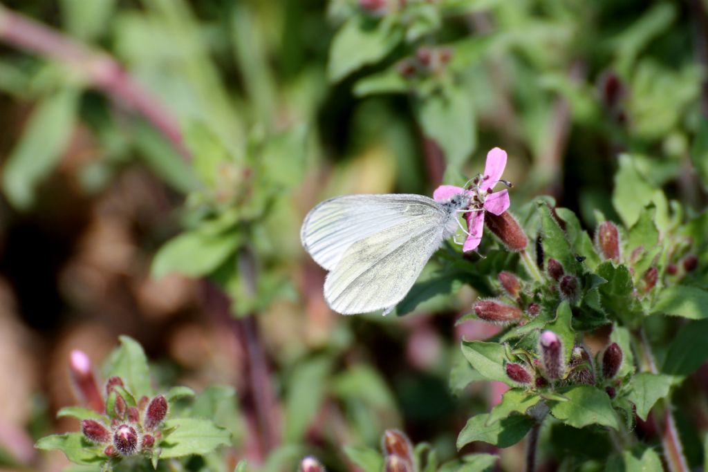Leptidea sinapis, tutte? S
